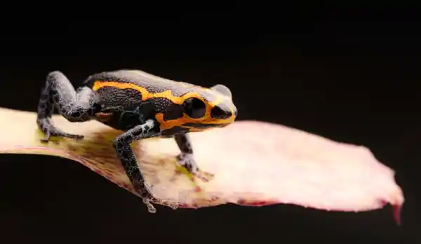 Ranitomeya imitator - kleiner robuster Pfeilgiftfrosch