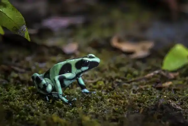 Dendrobates auratus