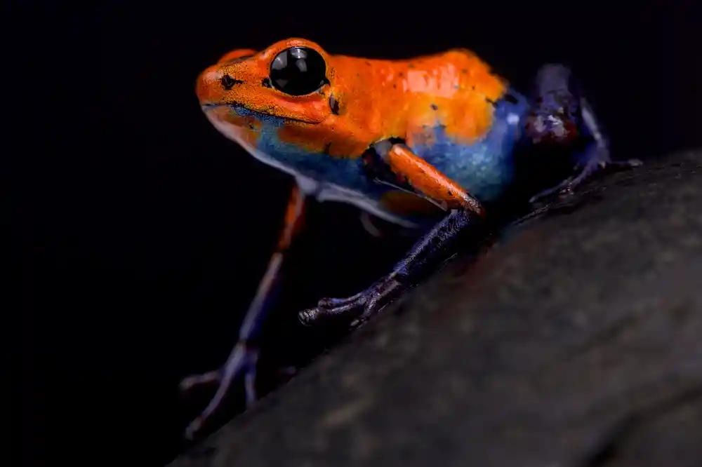 Oophaga pumilio