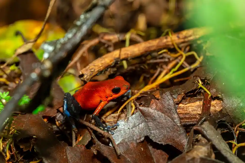 Oophaga pumilio 'Almirante'