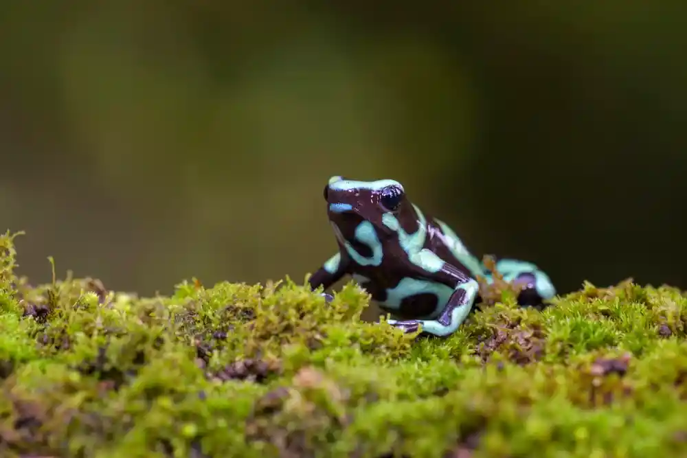 Dendrobates auratus Blue & Black Variante