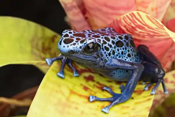 Dendrobates tinctorius