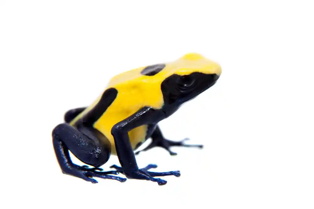 Dendrobates Tincturius citronella
