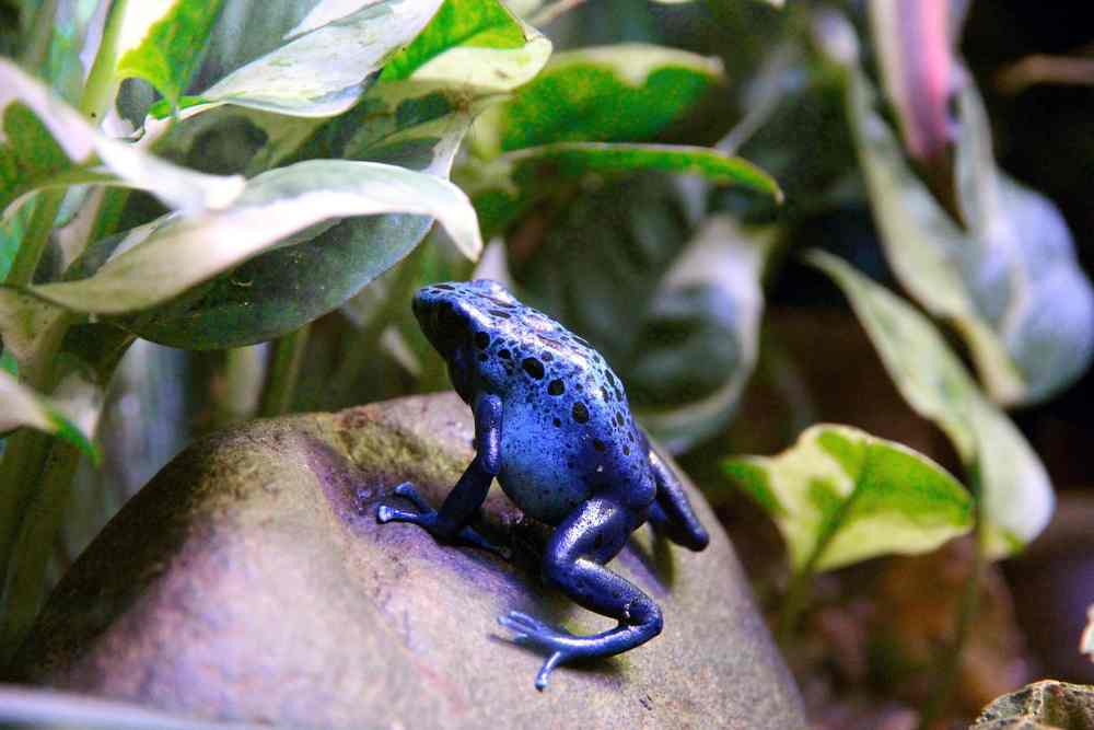 Dendrobates Tincturius