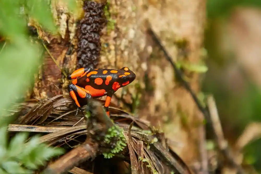 Oophaga histrionica 'Bahia Solano'