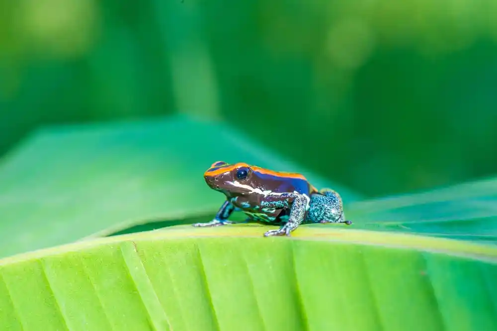 Ranitomeya reticulata